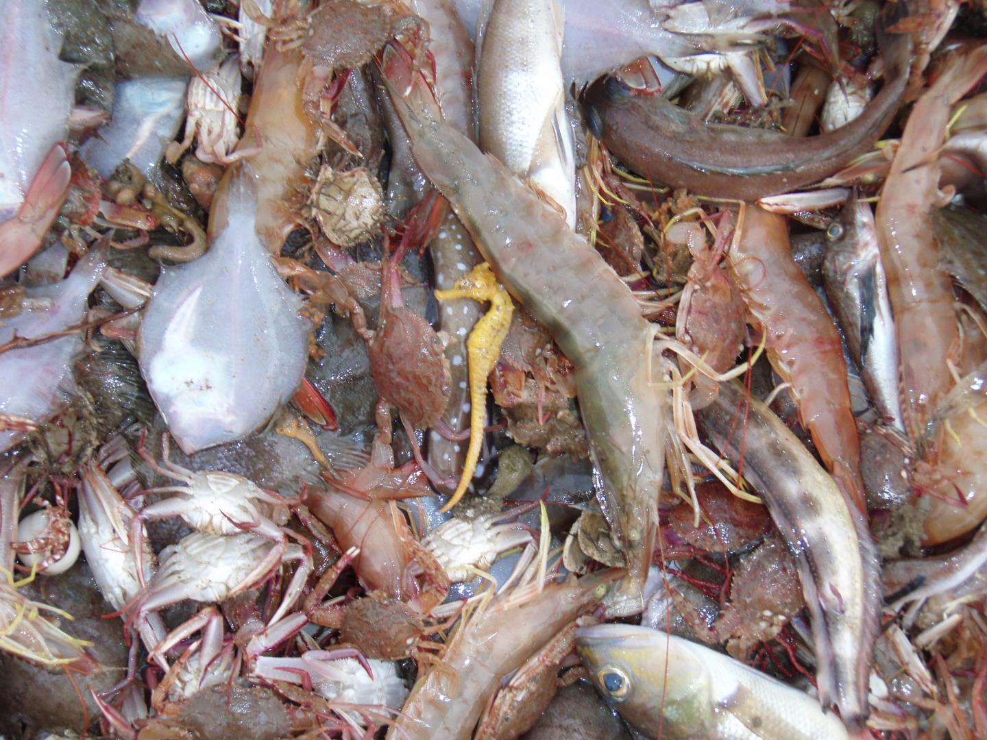 Comparison of Catch and Bycatch with Beam and Otter Trawls in Northeast  Shrimp Fishery from F/V Ocean Reporter NEC-BL2003-1 in the Gulf of Maine  from January to March 2004 (NEC_ProjDev project)