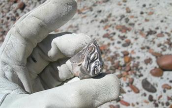 Holding a Molar Tooth