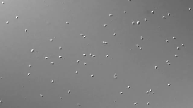 Real time video of gliding Mycoplasma mobile