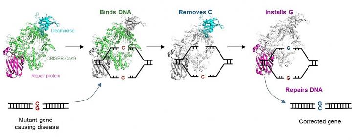 The CRISPR-based gene editor, CGBE, opens up treatment avenues for genetic disorders caused by single-nucleotide mutations.