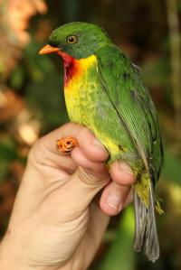 Scarlet-Breasted Fruiteater (<em>Pipreola Frontalis</em>)