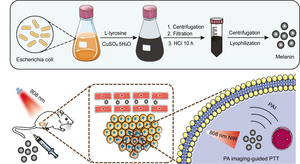 Schematic illustration of biosynthetic melanin nanoparticles for photoacoustic imaging-guided photothermal therapy