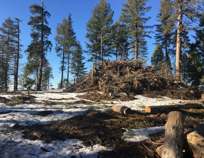Forest treatment burn pile