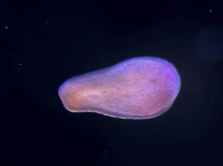 <i>Acropora digitifera</i> Coral Larvae without a Symbiont