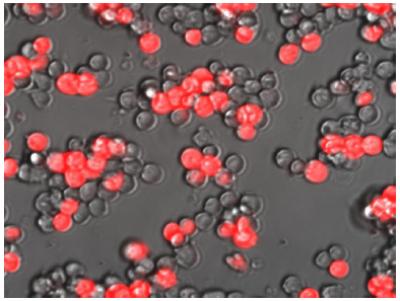 Cardiac Muscle Cells Identified by Molecular Beacons