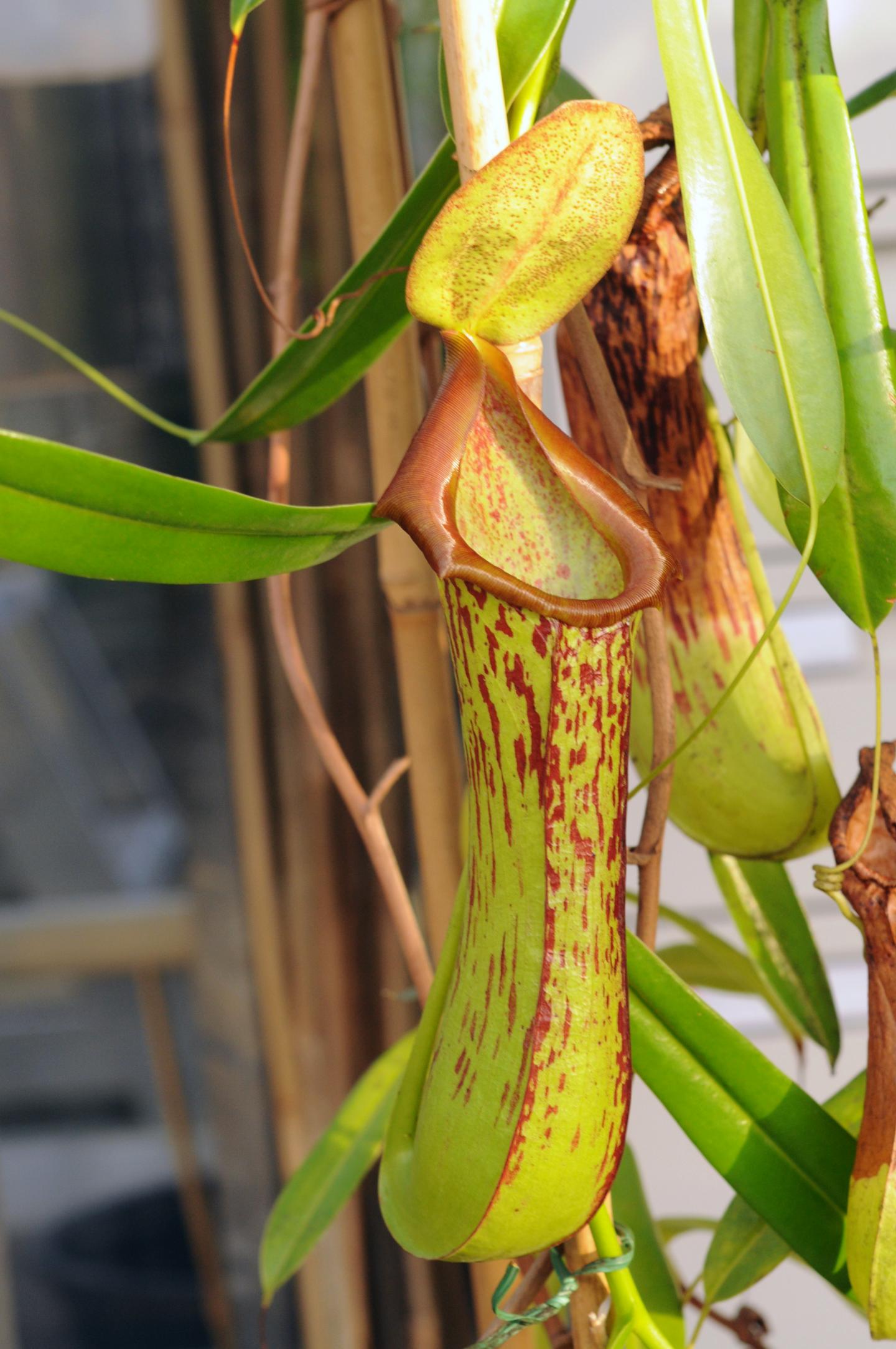Nepenthes biak