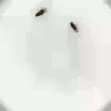 Courting Fruit Fly Pair