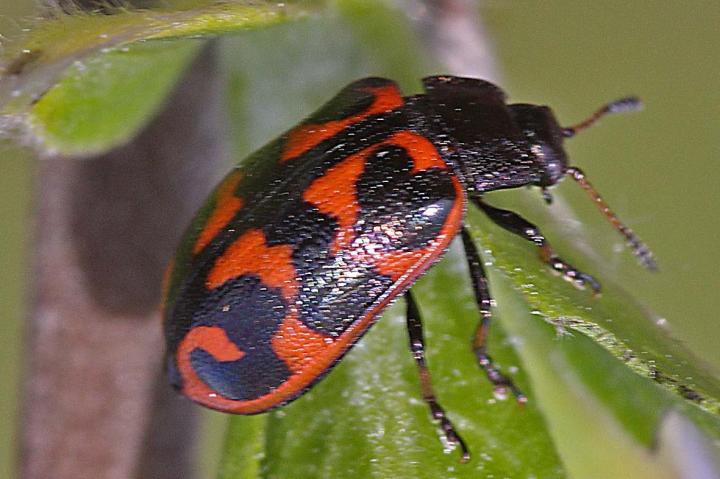 Leaf Beetle Chrysomela lapponica