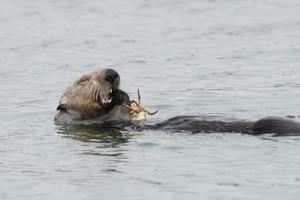 Sea Otters Eat Crabs Two