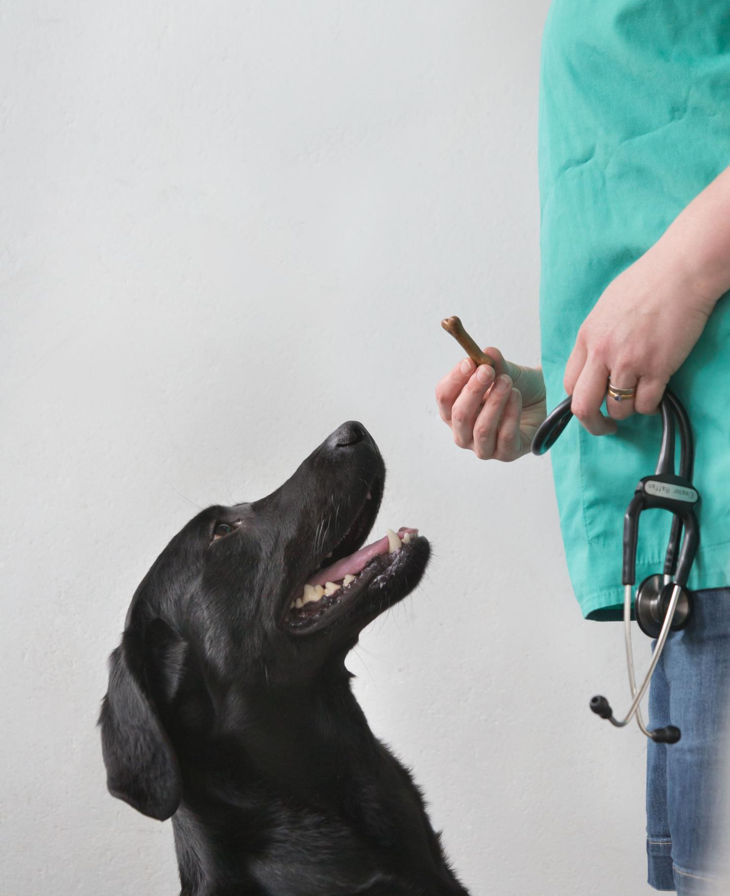 Labrador Retriever (2 of 3)