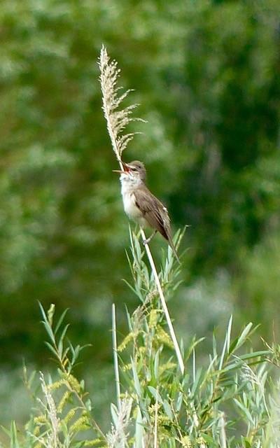 Great Reed Warbler 2