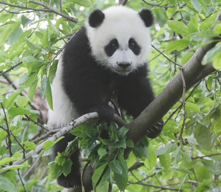Giant Panda in a Tree