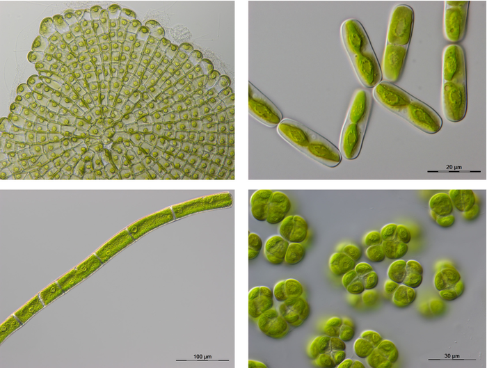 Die Erstellung hochwertiger Referenzgenome für Pflanzen, wie diese bescheidene Streptophytenalge, kann wichtige Hinweise für das Verständnis der Evolution von Pflanzen an Land sowie verschiedener Photosynthesemethoden liefern.