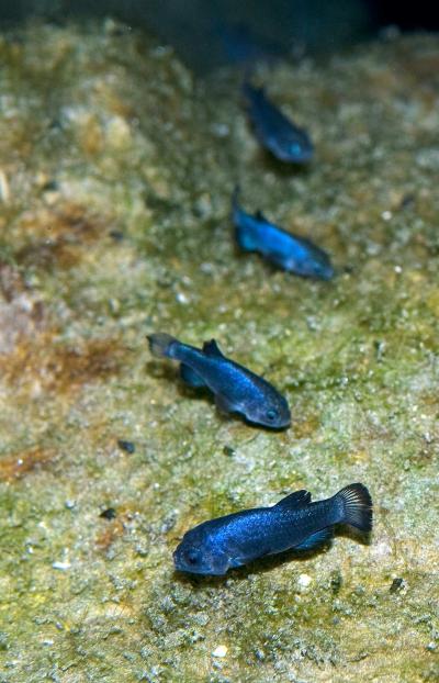 Devils Hole Pupfish