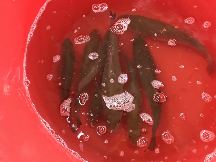 Largemouth bass in bucket