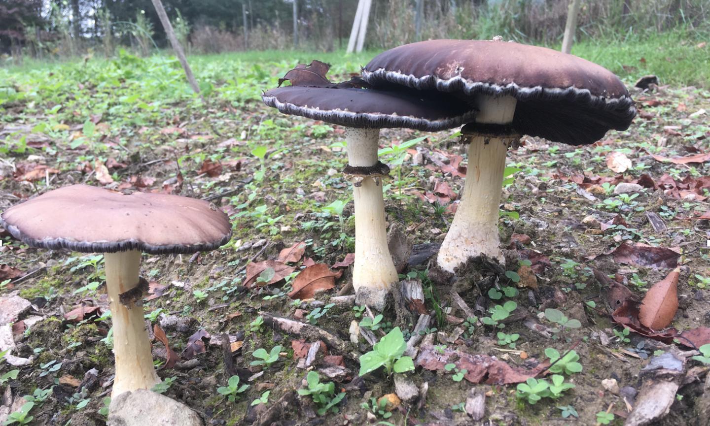 Fungus on Wood Chips