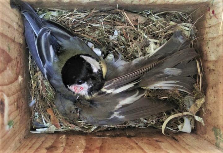 Great Tit Preying on Pied Flycatcher