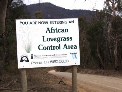 <I>Eragrostis curvula</I>