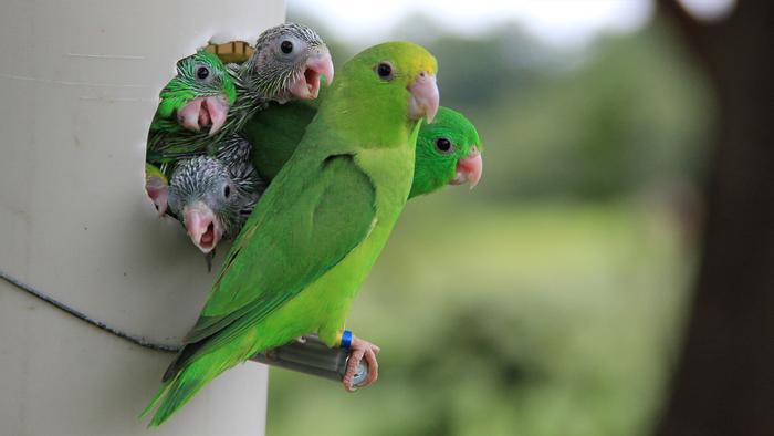 A green-rumped parrotlet and her nestlings