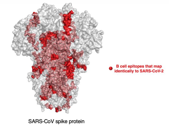 B Cell Epitopes that Map Identically to SARS-CoV-2