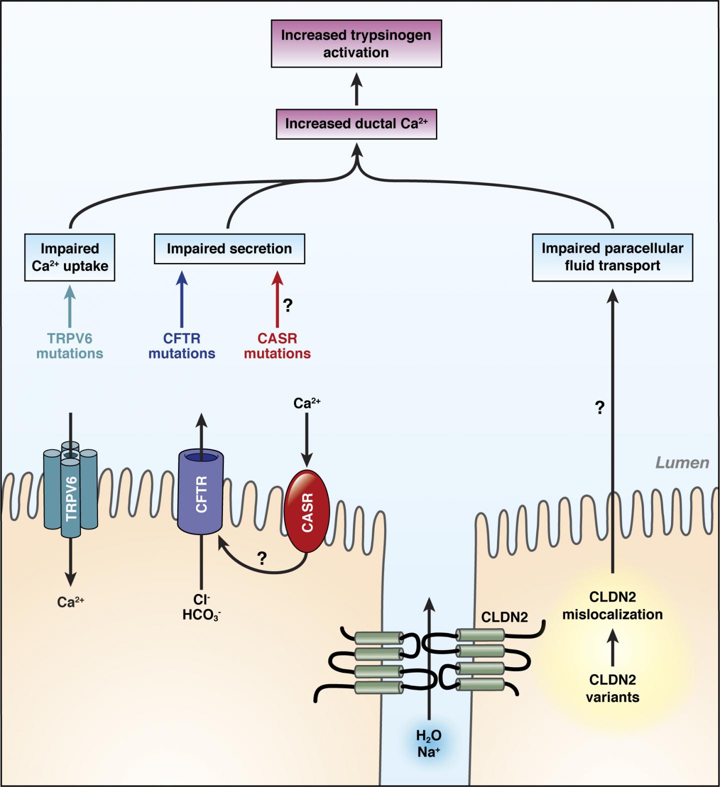 Calcium channel disorder leads to pancreatitis