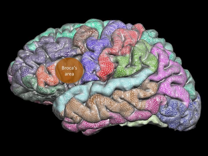 Broca's Area [IMAGE] | EurekAlert! Science News Releases