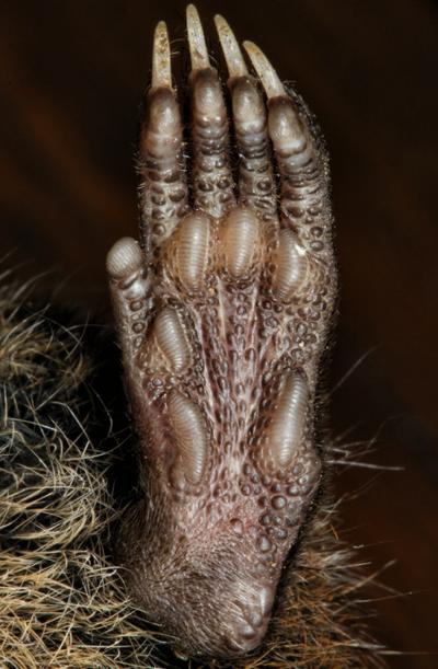 Black-tailed Antechinus