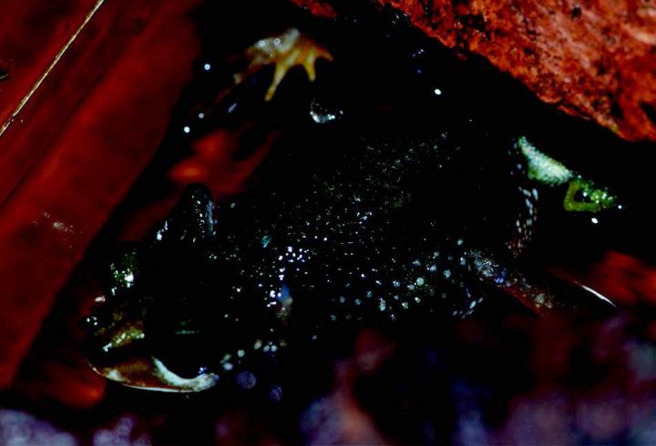A Female Nimba Toad in a 'Birthing Posture'