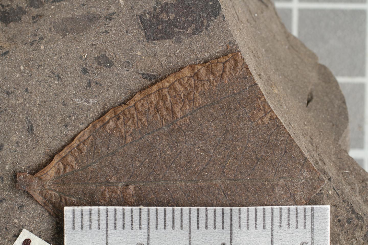 Fossils Reveal Ancient Carbon Dioxide