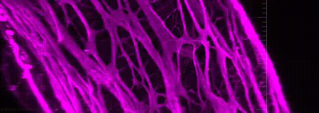 Embryogenesis Reveals the Role of the 'Second Brain' in Digestion