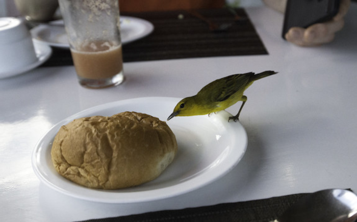 Yellow Warbler in the Galapagos Islands