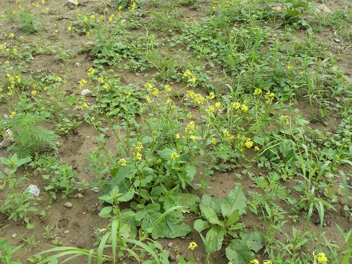 This photograph is from Cordeau <i>et al</i>.