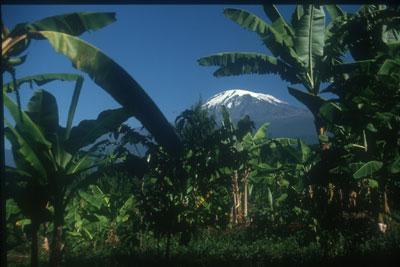 Kilimanjaro