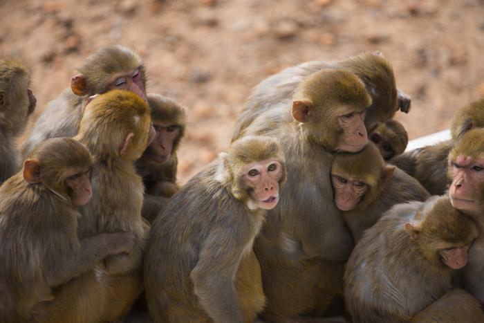 Rhesus mzcaques