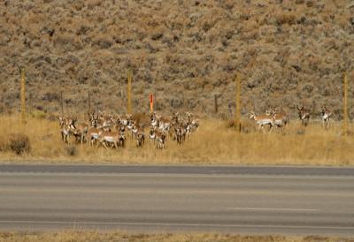 Pronghorn Waiting to Cross Highway 191