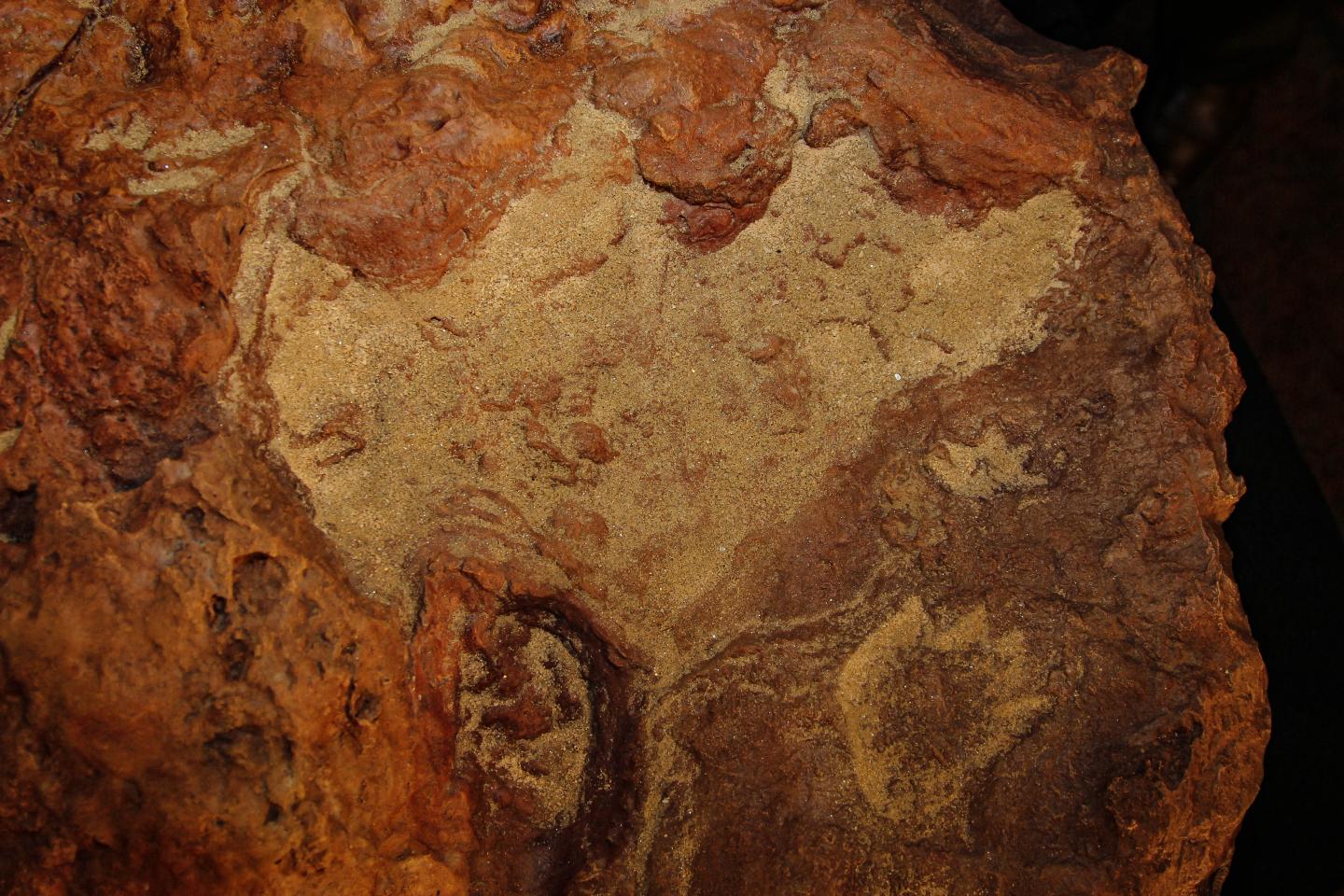 Cast of Cretaceous-era Footprints (1 of 2)