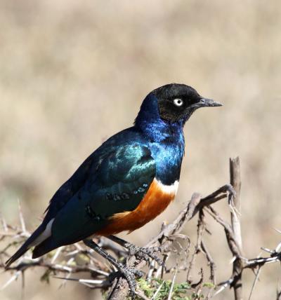 African Starlings: Dashing Darlings of the Bird World in More Ways Than 1 (1 of 2)