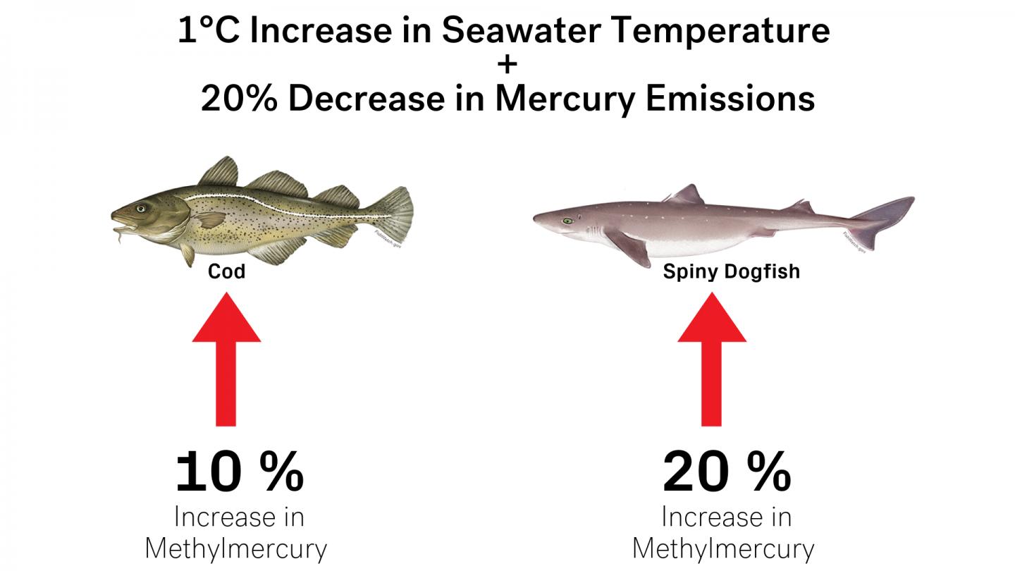 Increase in Temperature, Decrease in Mercury