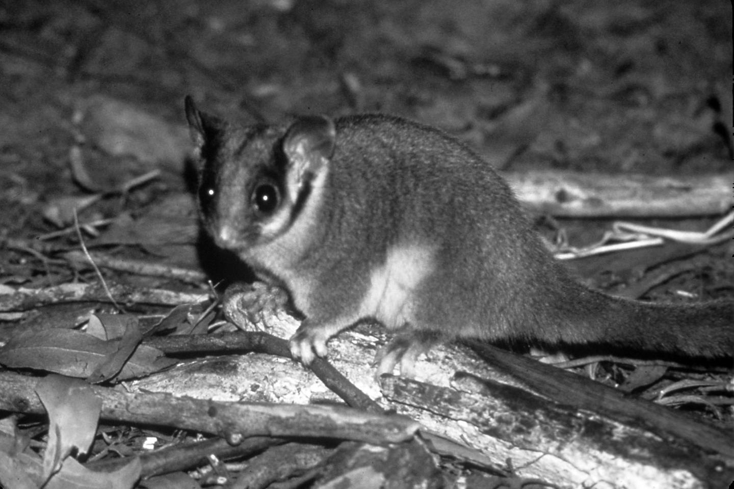 Leadbeater's Possum