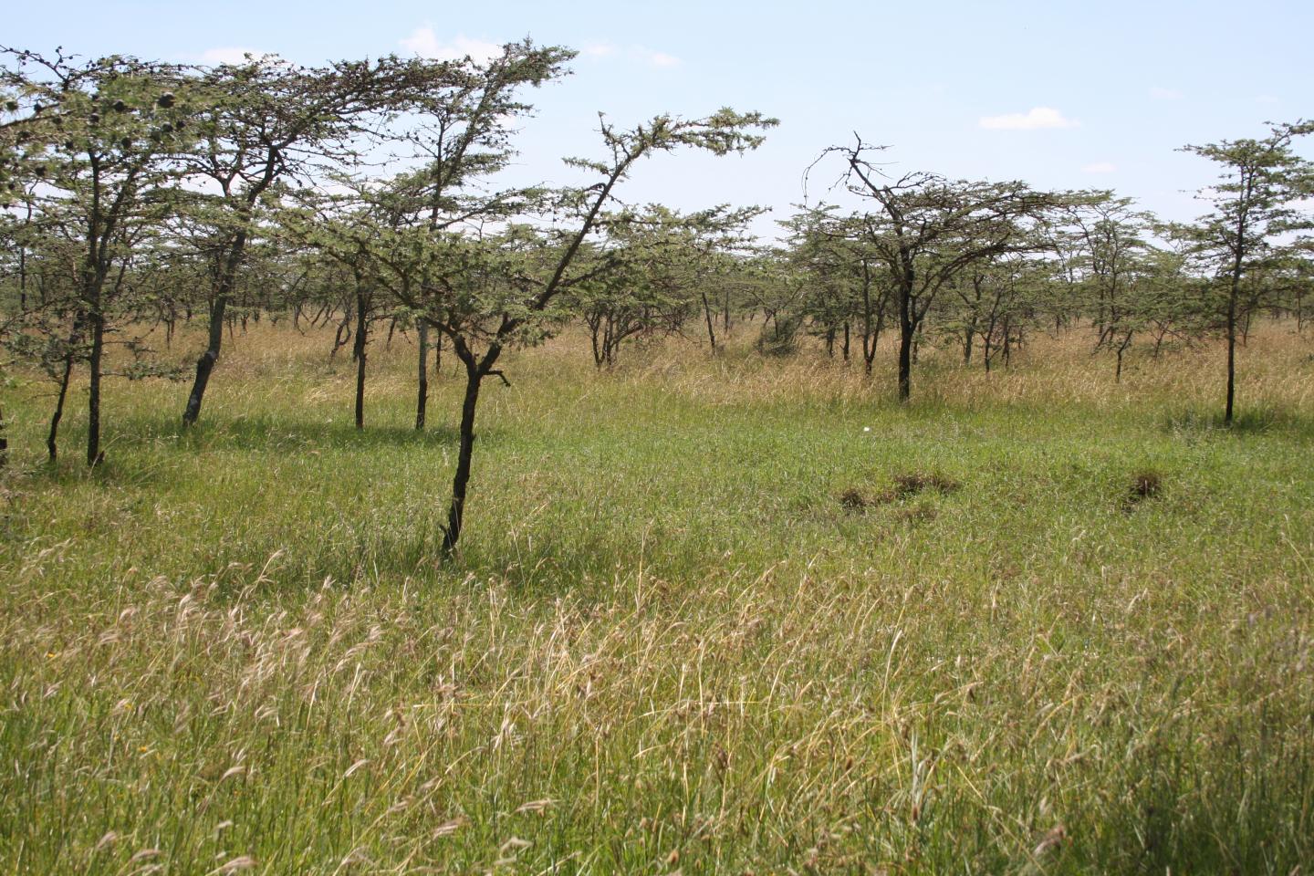 Termite Mounds Lead to 'Islands of Fertility' (7 of 12)