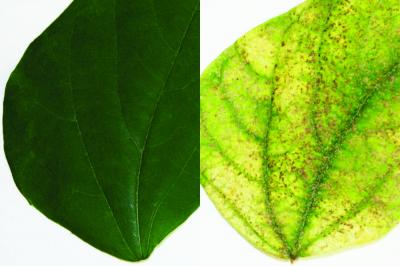 Leaf Damage from Spider Mites