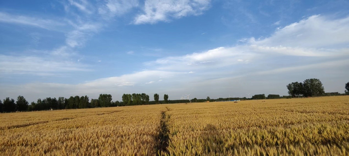 Wheat harvest season in North China Plain