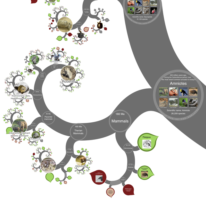 tree of life evolution