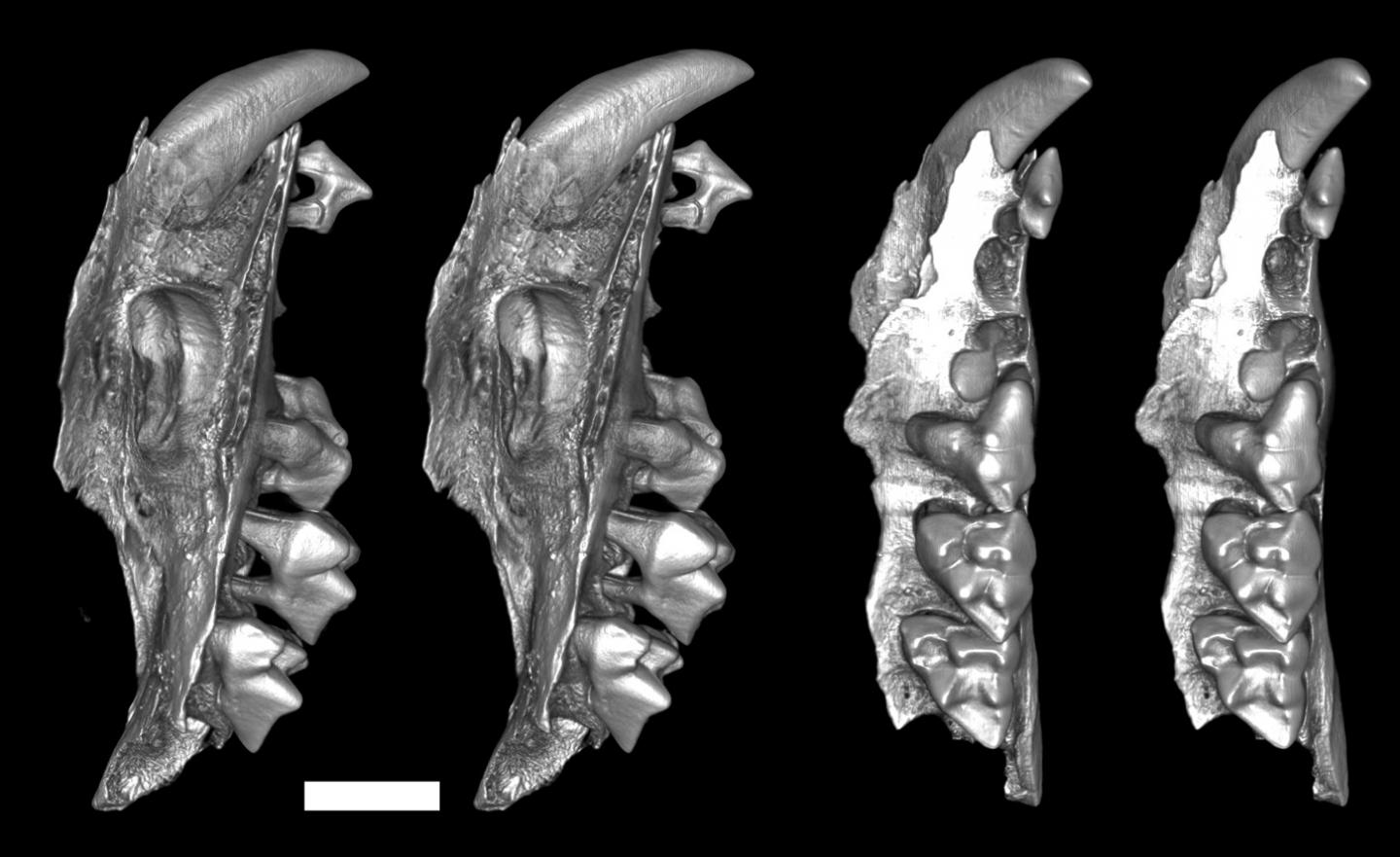 Teeth of the Snail-Eating Marsupial