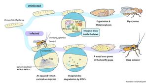 The venom IDDF-mediated hijacking strategy of  A. japonica and its host Drosophila melanogaster