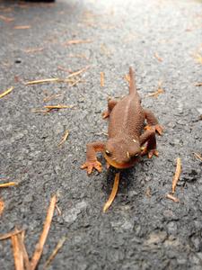 Rough-Skinned Newt