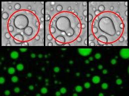 A Newly Identified Complex of Tau and RNA Suggests a Path to Aggregation