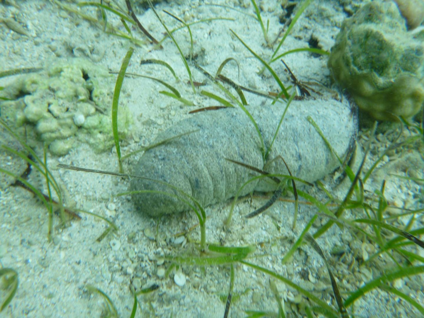 Sea Cucumber (2 of 2)