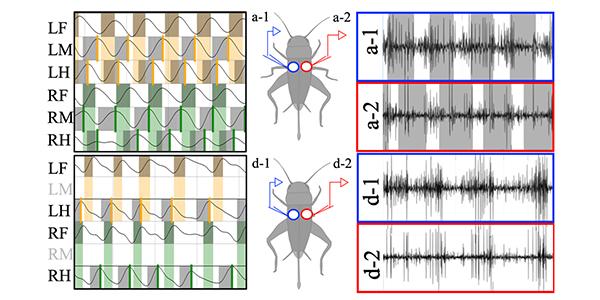 How Insects Activate Muscles to Adapt to Limbs Removed