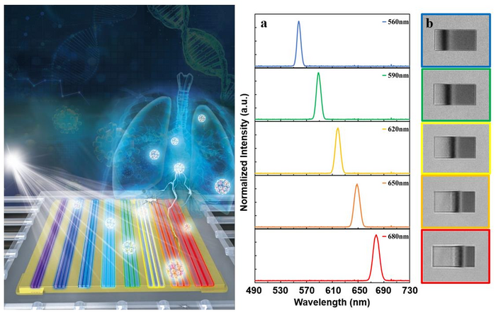 Schematic diagram of the rainbow trapping metasurface used in lung cancer diagnosis (left) and trapped “rainbow” localization images for spectral analysis observed by a 4× objective lens (right).